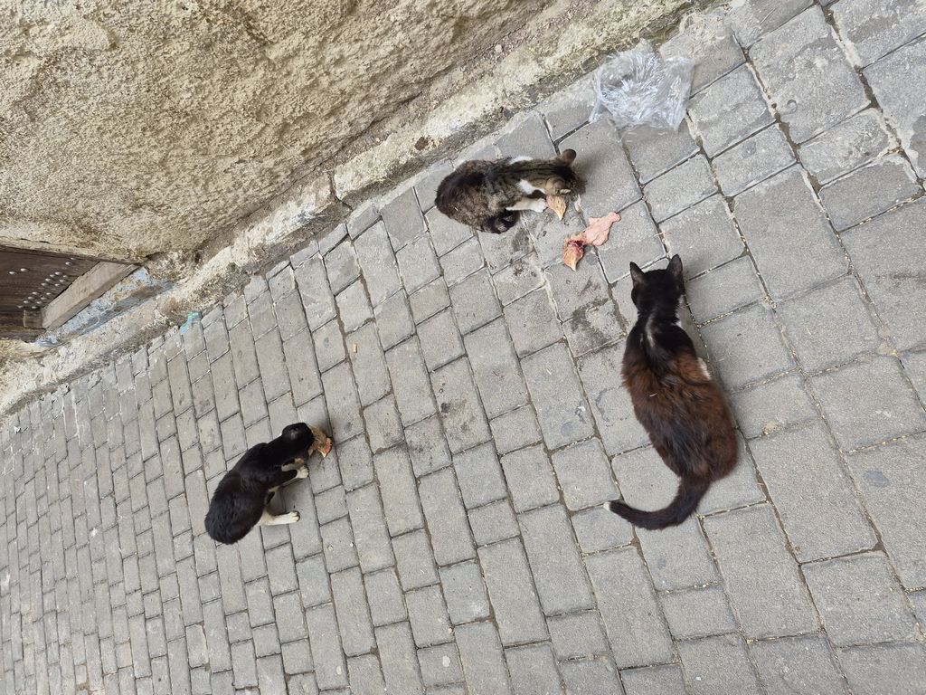 Foto 28 – 09.04.2026 – 0 km – Fes