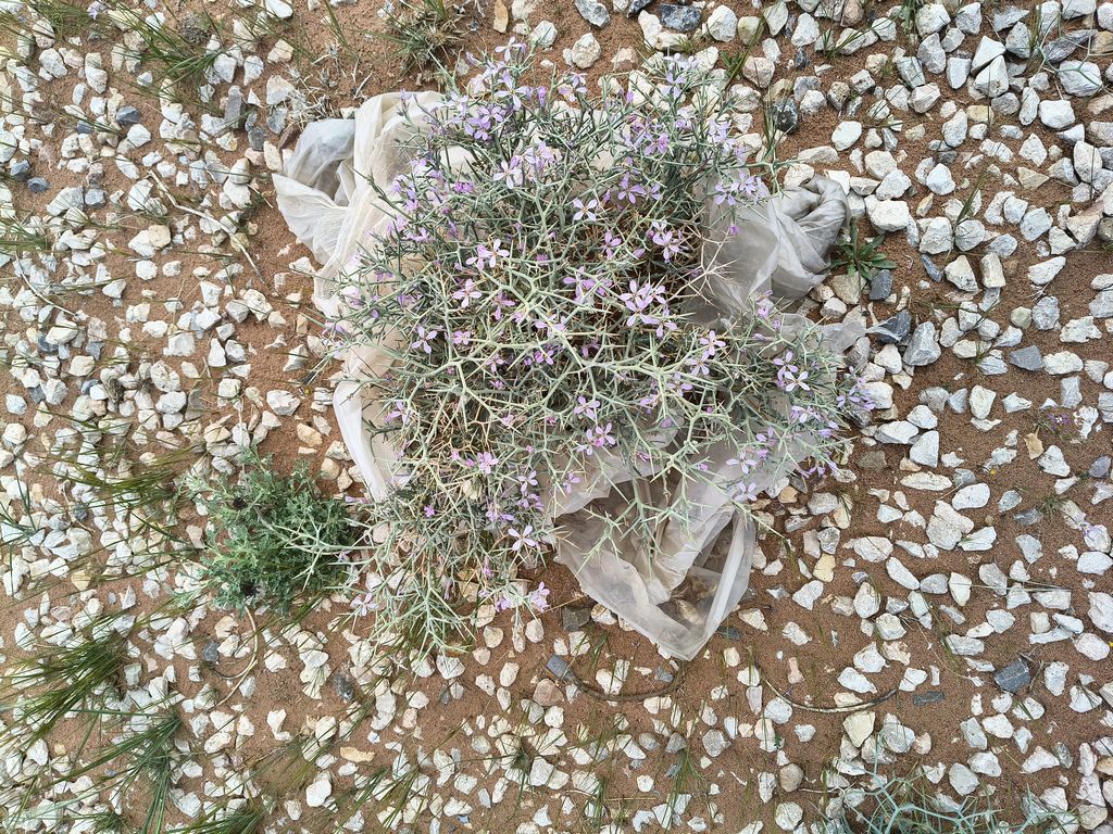 Foto 20 – 11.04.2026 – 203 km – Midelt - Tinghir - Boumalme Dades