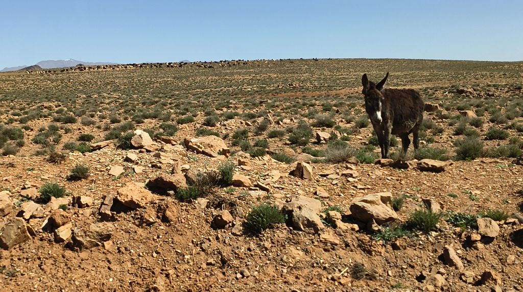 Foto 22 – 14.04.2026 – 277 km – Ouarzazate - Taliouine - Taroudannt