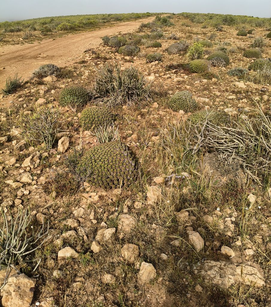 Foto 12 – 16.04.2026 – 246 km – Tiznit - Sidi Ifni - Agadir