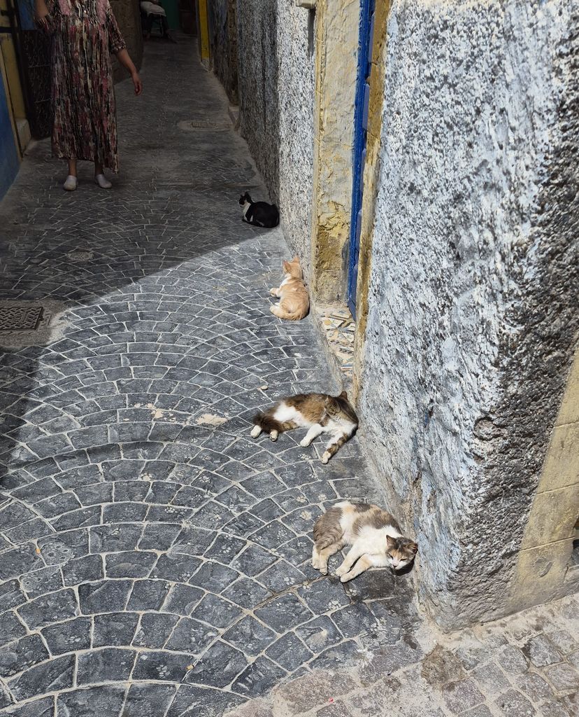 Foto 3 – 18.04.2026 – 0 km – Essaouira